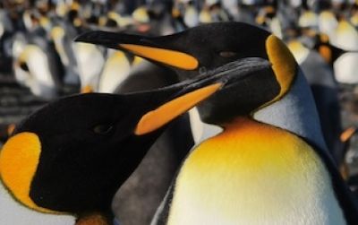 King penguins are the second largest species of penguin