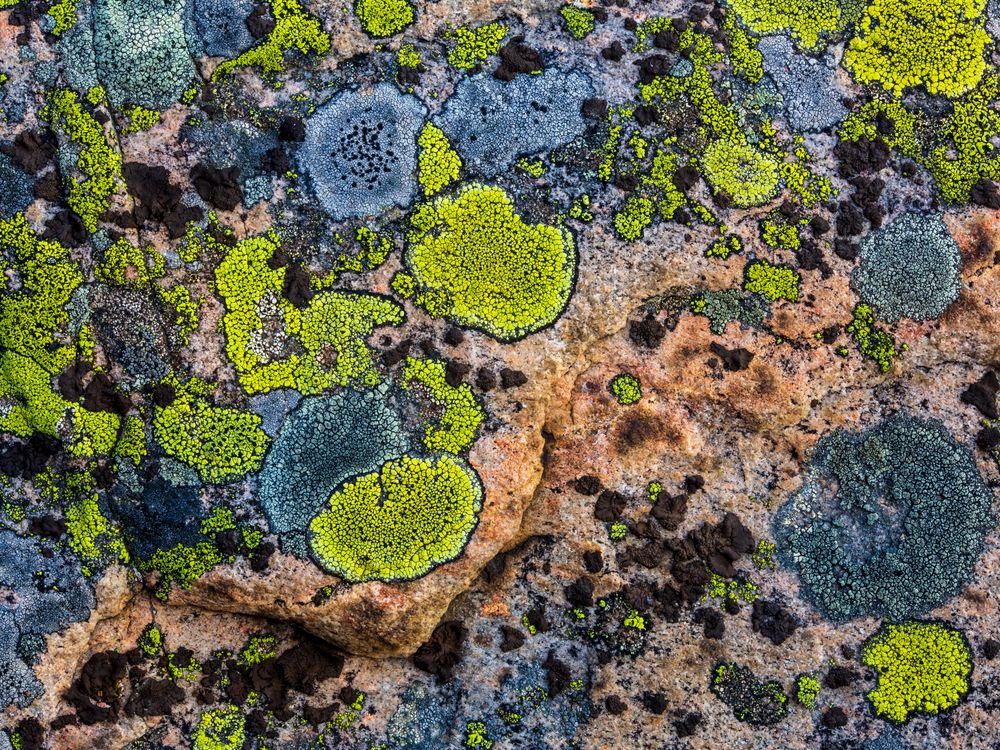 Image of splotchy green and blue lichen growing on the surface of a rock