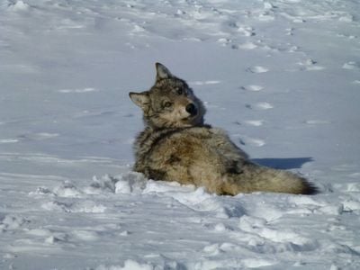 The first gray wolves reintroduced to the United States were brought in from Canada in the 1990s. 