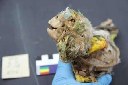 The imported parrots and scarlet macaws were mummified between 1100 and 1450 A.D.