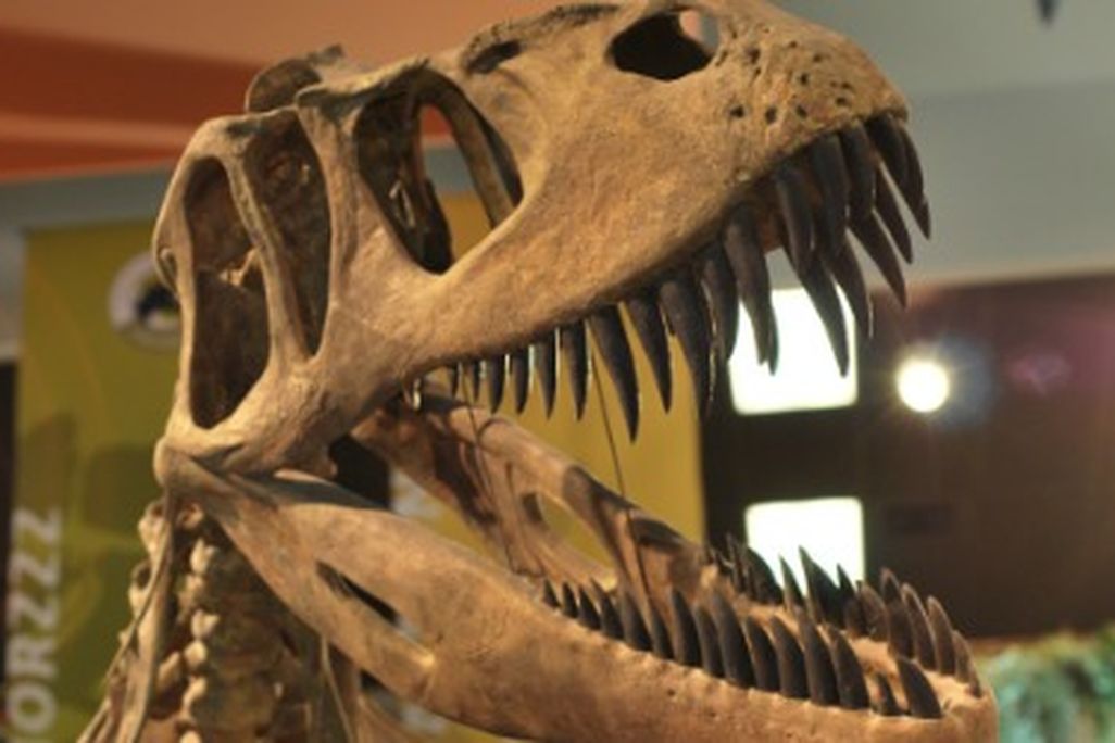 Torvosaurus