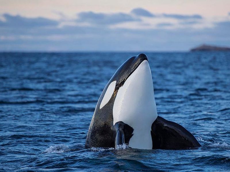 Great White Sharks Are Completely Terrified of Orcas | Smart News