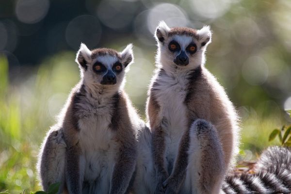 Ring Tail Lemurs thumbnail