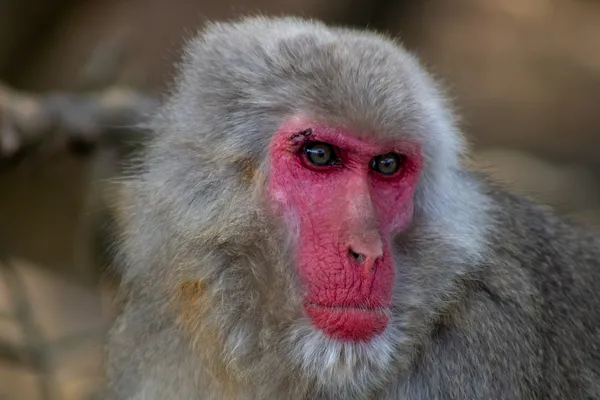 Silent Watcher thumbnail