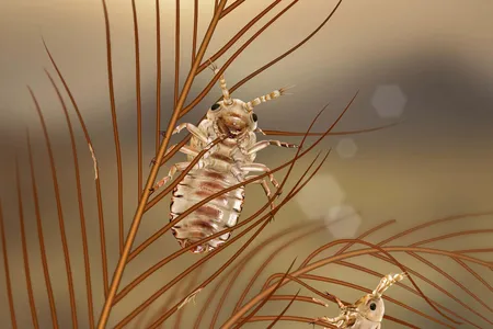 Artist‘s reconstruction of Mesophthirus engeli of elder development stage feeding on the dinosaur feathers from mid-Cretaceous amber.