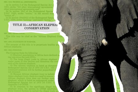 “Within a timespan of about 150 years, Americans transitioned from being mass consumers of ivory goods to enacting legal measures aimed at supporting elephant conservation," says the Smithsonian's Carlene Stephens.
