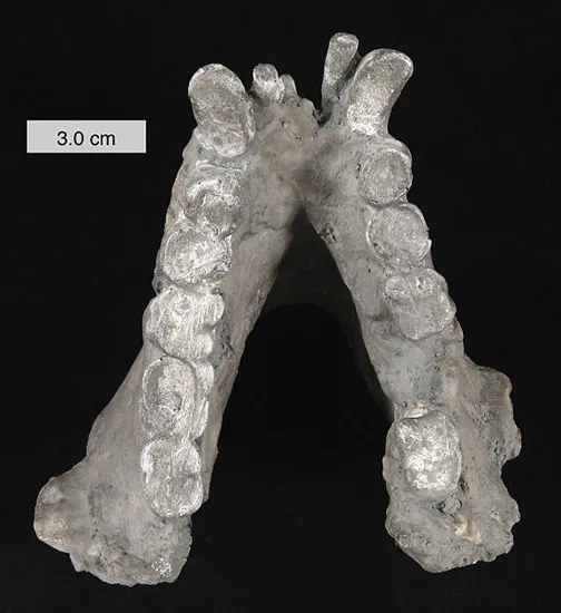 A Gigantopithecus jaw