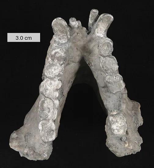 Did Bigfoot Really Exist? How Gigantopithecus Became Extinct