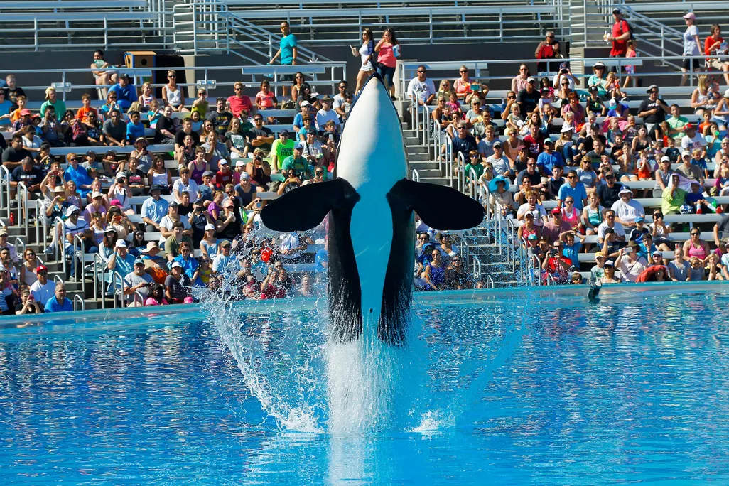 orca