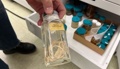 Parasites Are Everywhere. Why Do So Few Researchers Study Them?