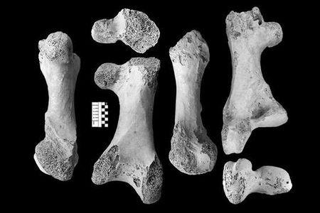 Bones of the newly described Vorombe titan
