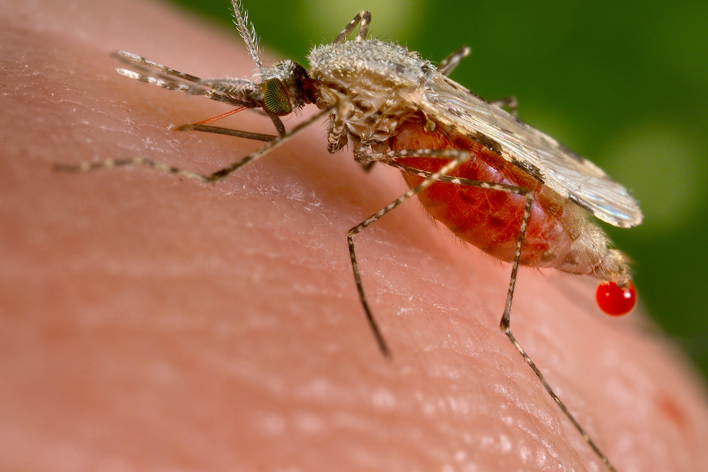 A mosquito bites a person and is full of blood