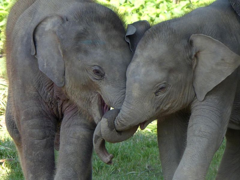 Twin elephants having a play | Smithsonian Photo Contest | Smithsonian