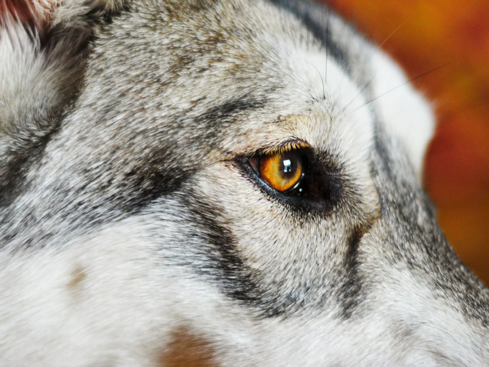 A Wolf-Husky mix staring out the window. | Smithsonian Photo Contest |  Smithsonian Magazine
