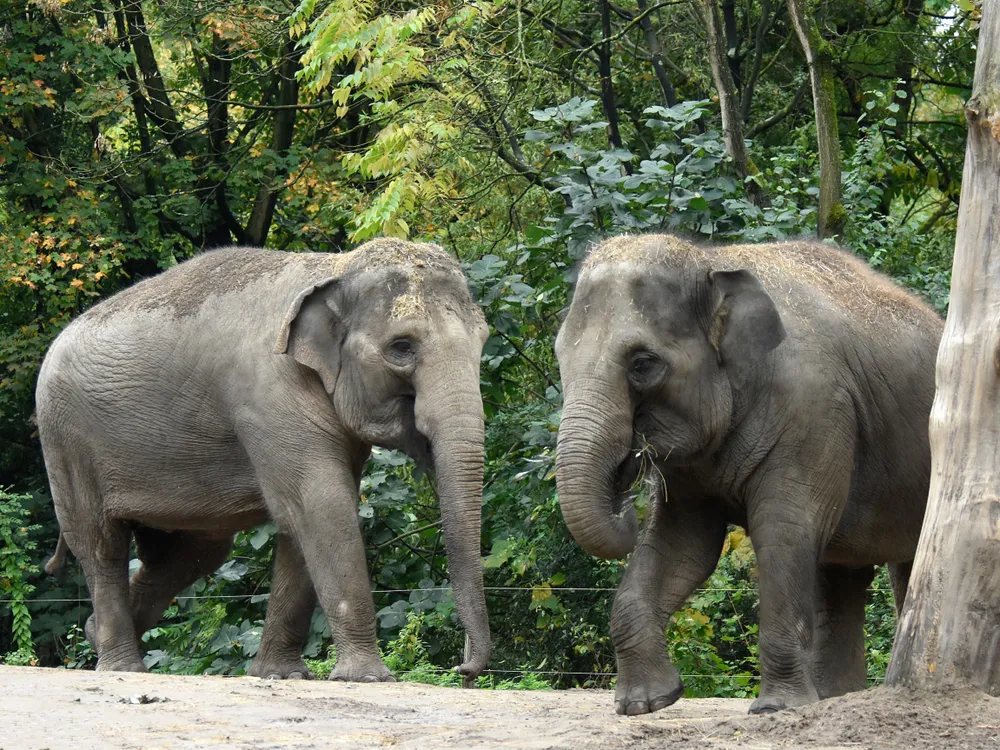 Two Asian Elephants Arrive at the Smithsonian's National Zoo and  Conservation Biology Institute | Smithsonian Voices | National Zoo and  Conservation Biology Institute Smithsonian Magazine