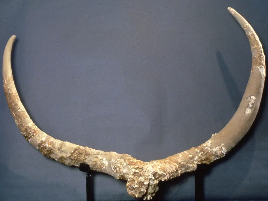 Pelorovis Horns