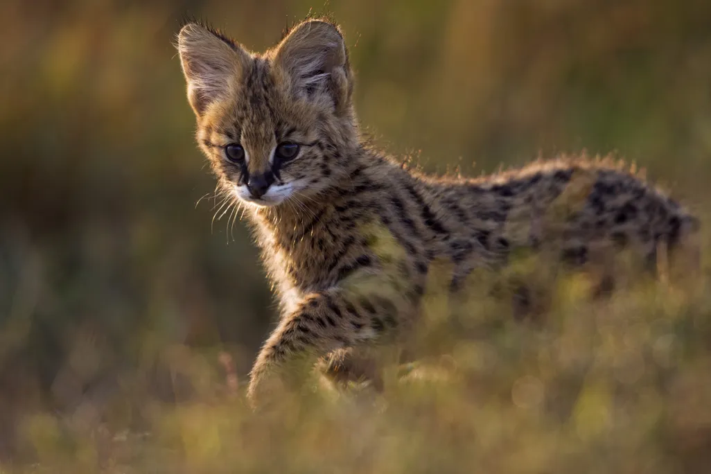 A serval kitten.