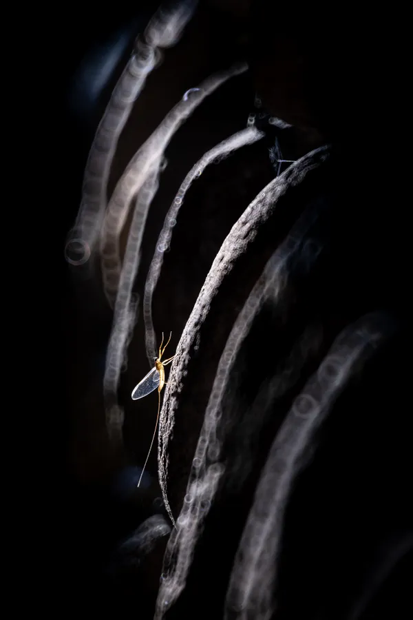 The Melody of Light thumbnail