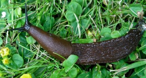 is slug slime harmful to dogs