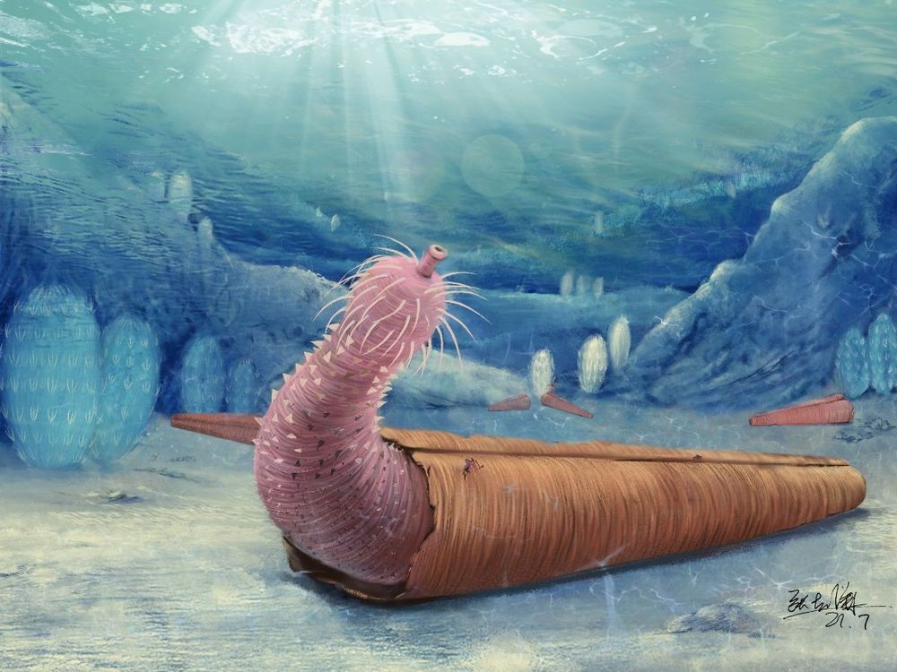 An artistic rendering of a penis worm. It is a tube-like, pink critter with alien-like projections coming off of it. It lives in a long, cylindrical shell and pops its head out of the end. The background is a blue and green underwater landscape.