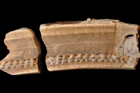 Researchers analyzed the orthodentin and the cementum in the sloth tooth. Pits mark locations where samples were collected for analysis. 