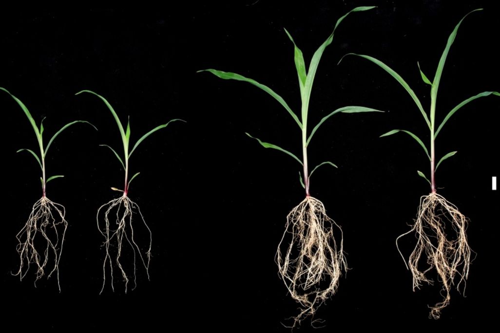 corn plants inoculated with sugarcane microbes comparison
