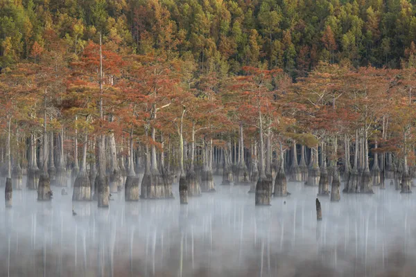 A foggy November morning in a Georgia cypress swamp. thumbnail