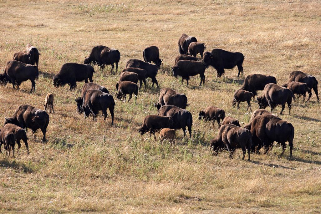 buffalo