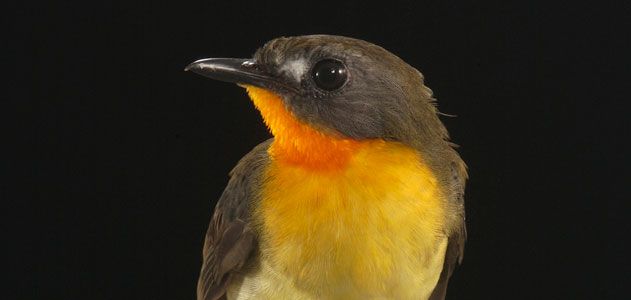 Olive backed Forest Robin