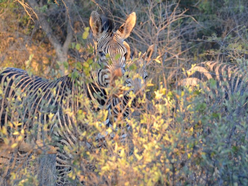 Namibian Zebra camouflage Smithsonian Photo Contest Smithsonian