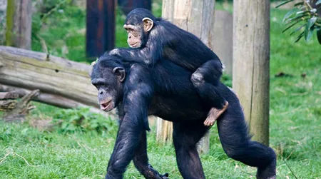Although chimpanzees usually walk on all fours, sometimes they walk on two legs. New research suggests chimps walk bipedally to carry valuable resources, which might explain why bipedalism evolved in hominids.