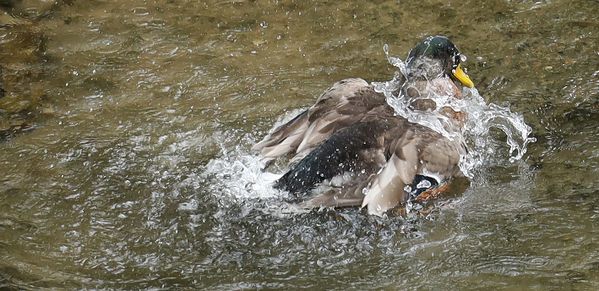 Splashing Mallard thumbnail