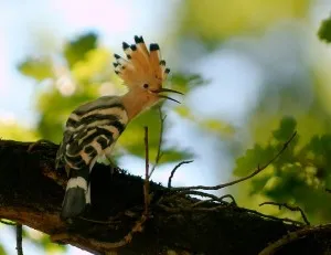 20110520102258777px-Upupa_epops_1_Luc_Viatour-300x231.jpg