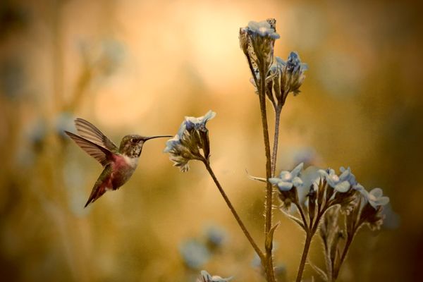 hummingbird in flight with flower's thumbnail