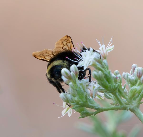 Bumble Bee Wings thumbnail