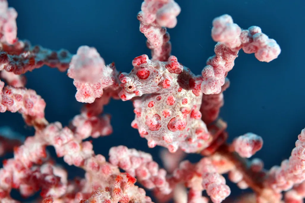 a pygmy seahorse