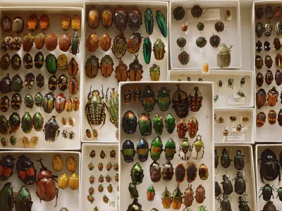 A beetle collection used for scientific study