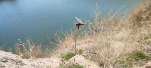 dragonfly thumbnail