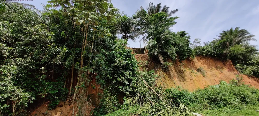 Trees growing out of a small cliffside