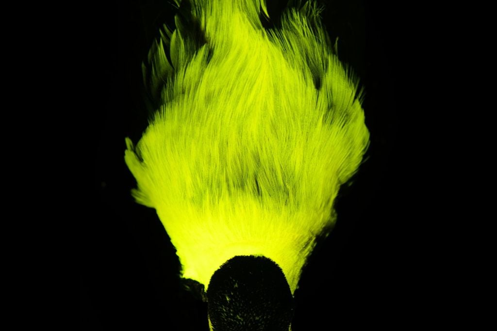 Biofluorescence in the emperor bird-of-paradise