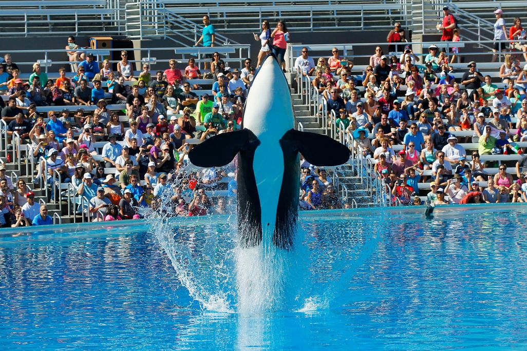 orca