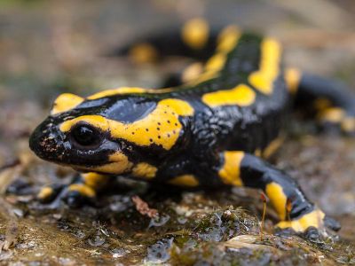 When Bsal first arrived in the Netherlands, the pathogen wiped out 96 percent of the resident population of fire salamanders in a few years.