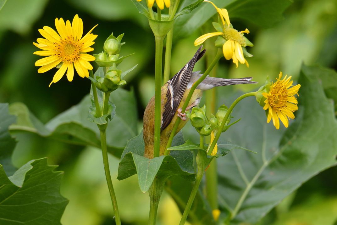 An American Goldfinch dips their head into a cup flower to drink the water collected within