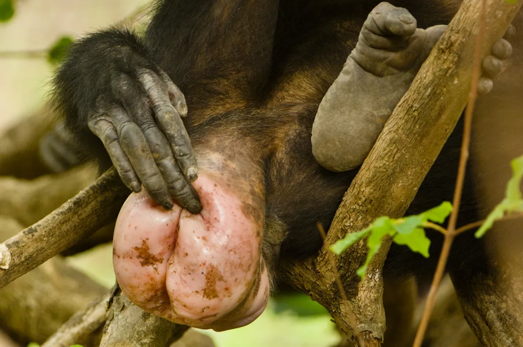 As this female chimp attests, lady parts can be just as interesting as male ones. Photo: Frans Lanting/Corbis
