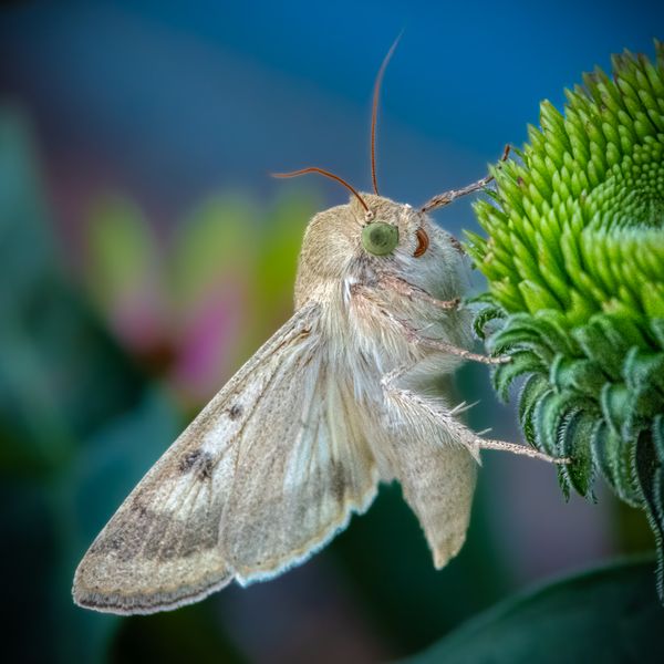 Green eyed moth thumbnail