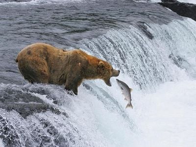 Brown bears in Alaska’s Katmai