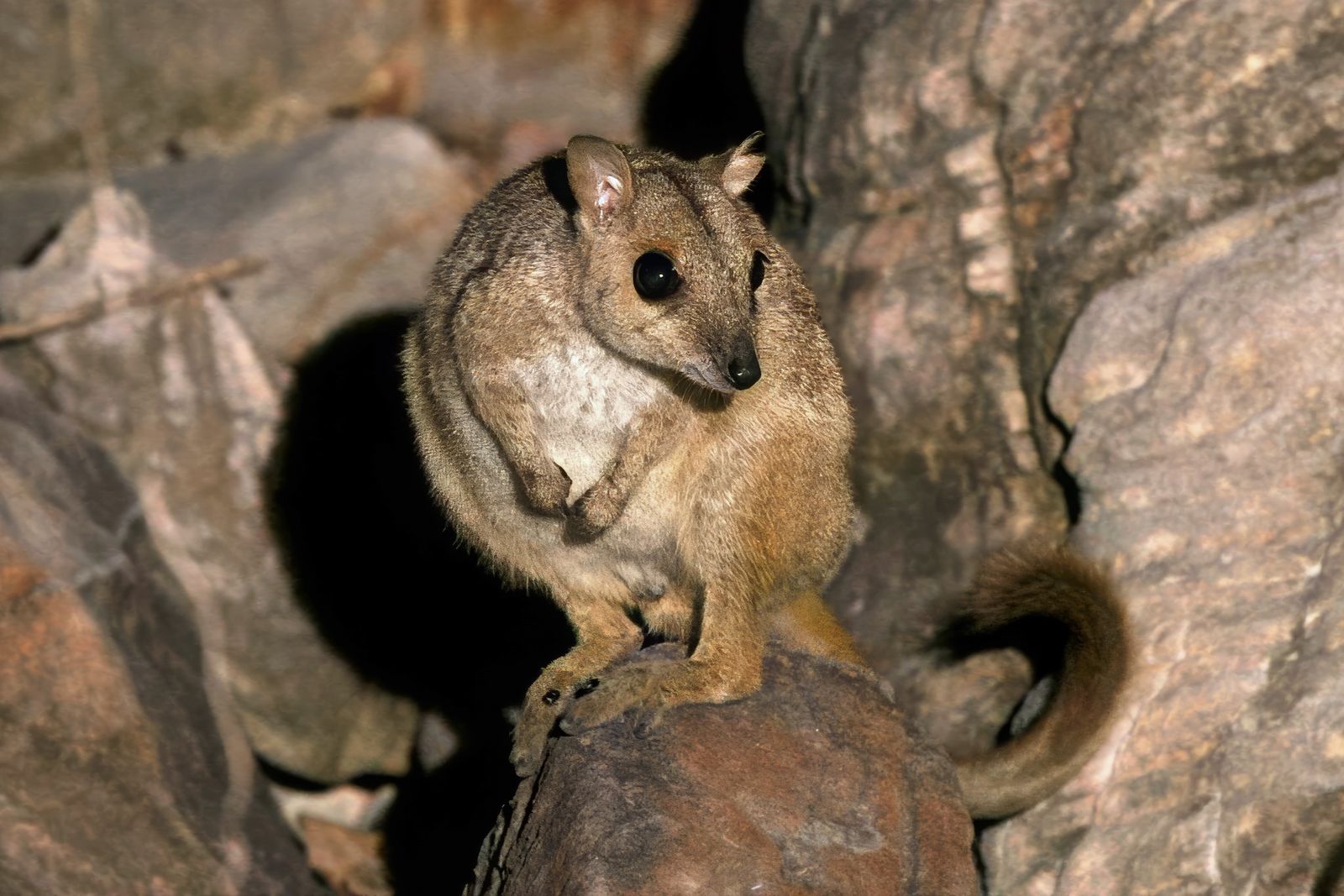 Australia’s Second-Smallest Rock-Wallaby Reappears in a Region Where It Had Not Been Seen for 50 Years