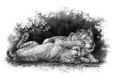 Illustration of Smilodon fatalis cubs playing
together.