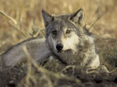 Gray wolves are typically much larger than coyotes.