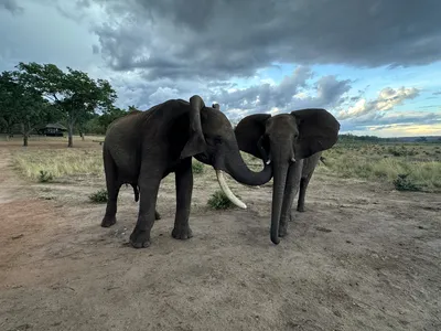 Elephants use different greetings depending on whether the other animal is looking at them.